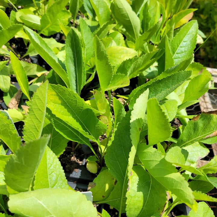 Close-up of the large, lobed leaves of Parthenium integrifolium (Wild Quinine)