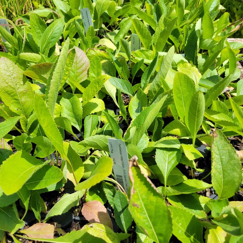 Parthenium integrifolium (Wild Quinine) grown as LP50 landscaping plugs