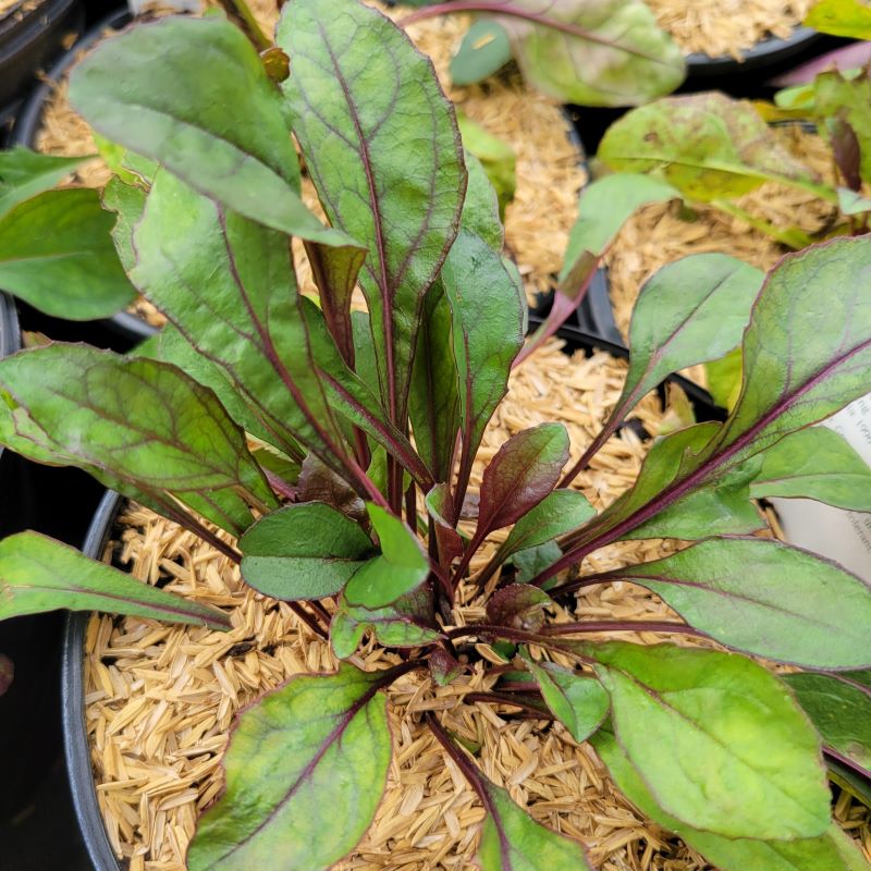 Photo of the striking, red-veined foliage of Penstemon digitalis 'Husker Red' (foxglove beardtongue) grown in a 1-gallon pot
