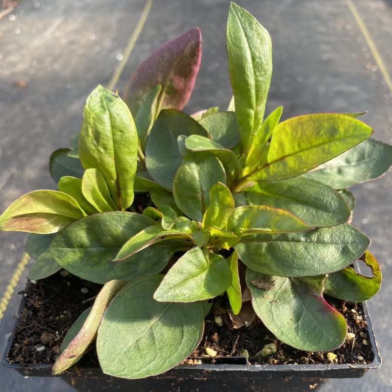 Penstemon digitalis (Foxglove Beardtongue) grown in a quart size plot.