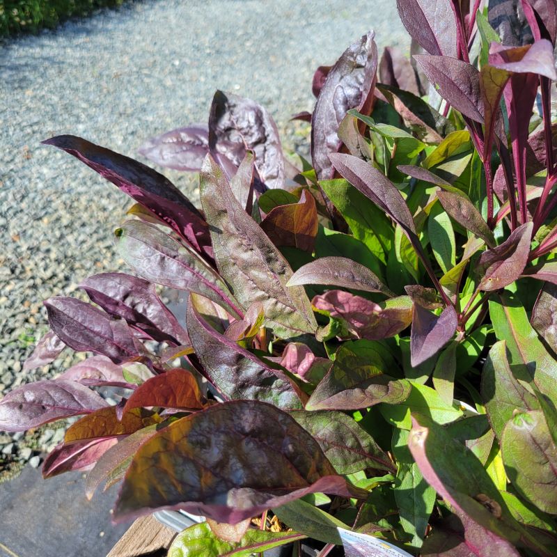 Dark purple and green foliage of Penstemon digitalis 'Dark Towers' (Beardtongue)