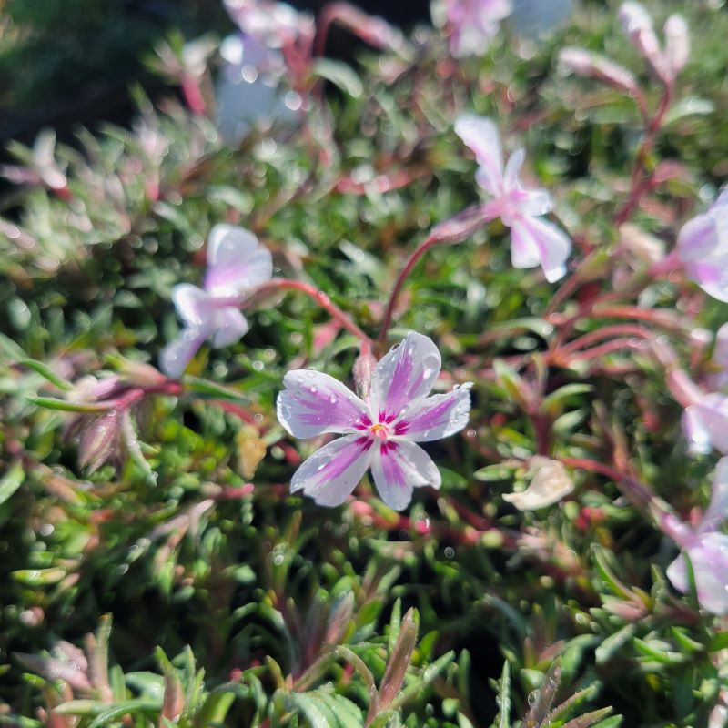 Close-up of a pink and white striped Phlox subulata 'Candy Stripe' bloom