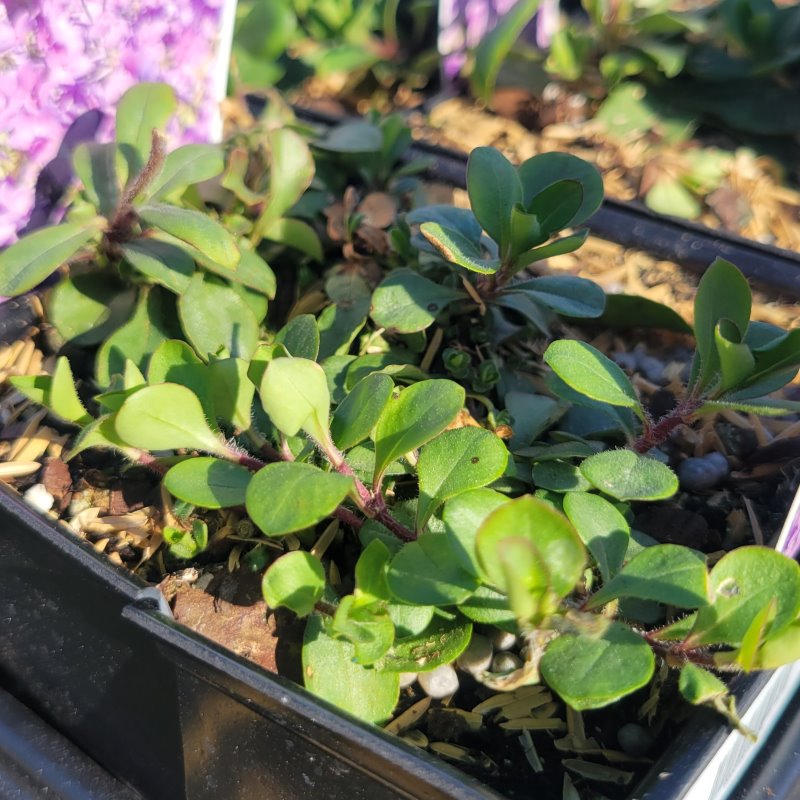 Rounded foliage of Phlox stolonifera 'Sherwood Purple'