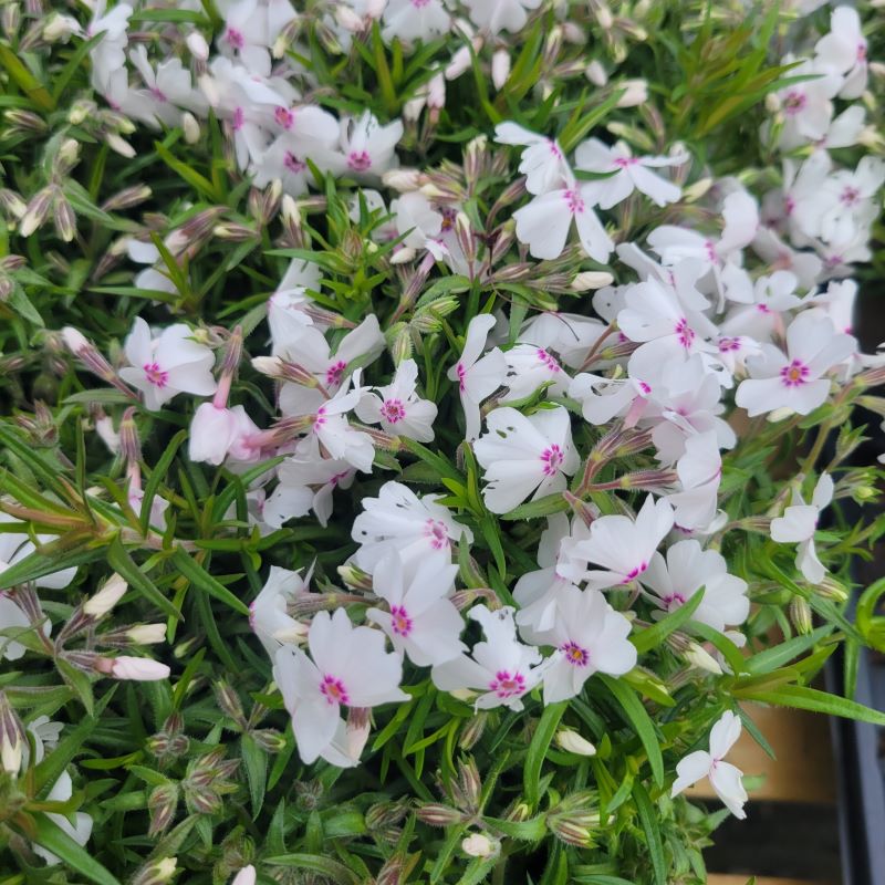 Close-up of the mossy foliage and the unique white and purple flowers of Phlox subulata 'Amazing Grace' creeping phlox.