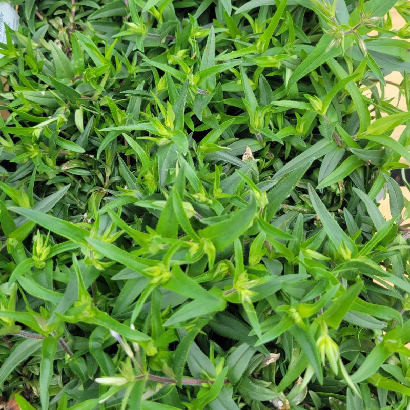Grassy green foliage of Phlox divaricata 'May Breeze'