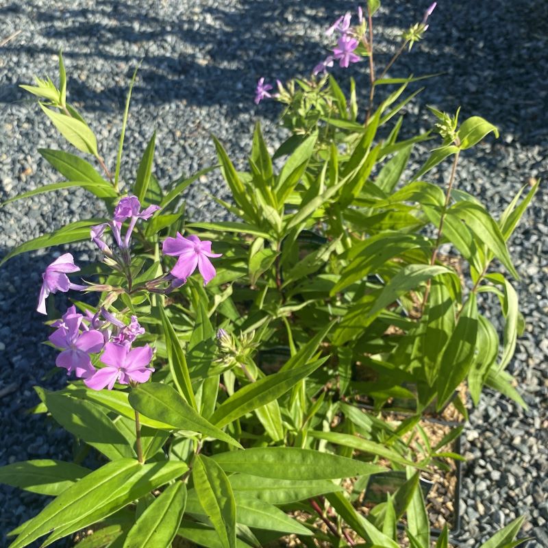 Phlox carolina ssp. carolina 'Kim' in bloom with pink flowers.