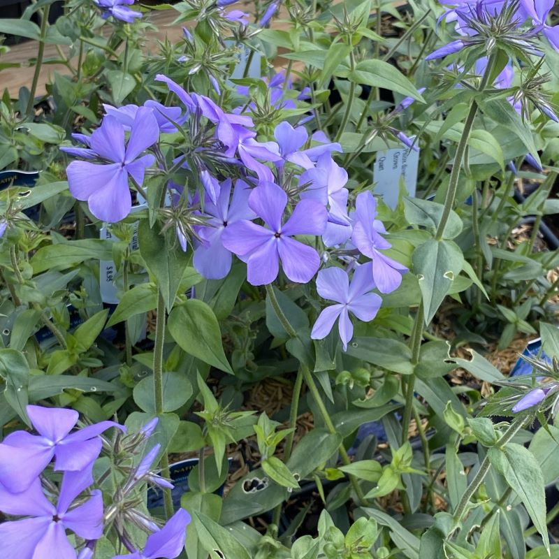 Phlox divaricata 'Blue Moon' (Woodland Phlox) Unity Grown