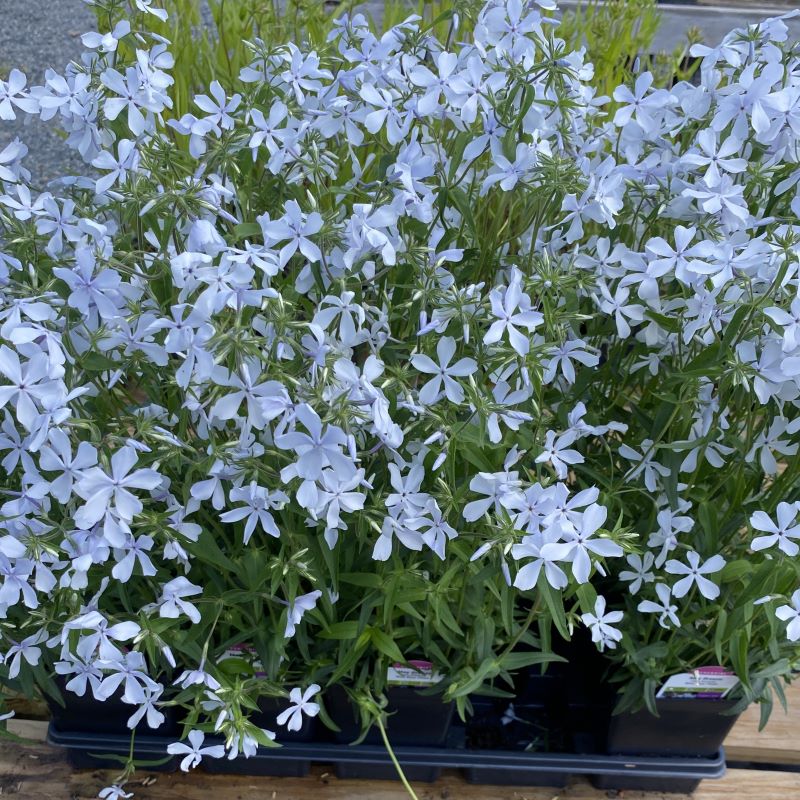 Phlox divaricata 'May Breeze' (Woodland Phlox) Unity Grown