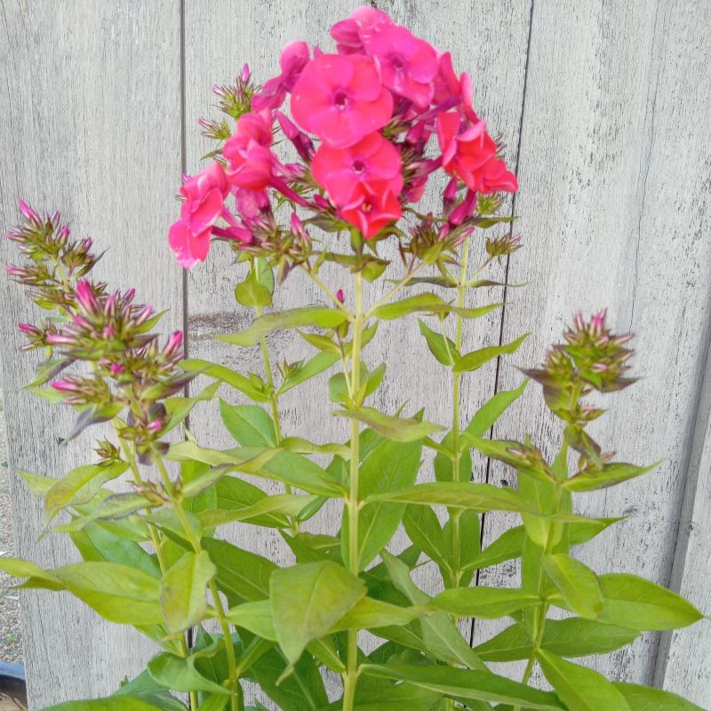 Bright, almost neon pink flowers of Phlox paniculata Luminary® 'Sunset Coral' (Tall Garden Phlox)