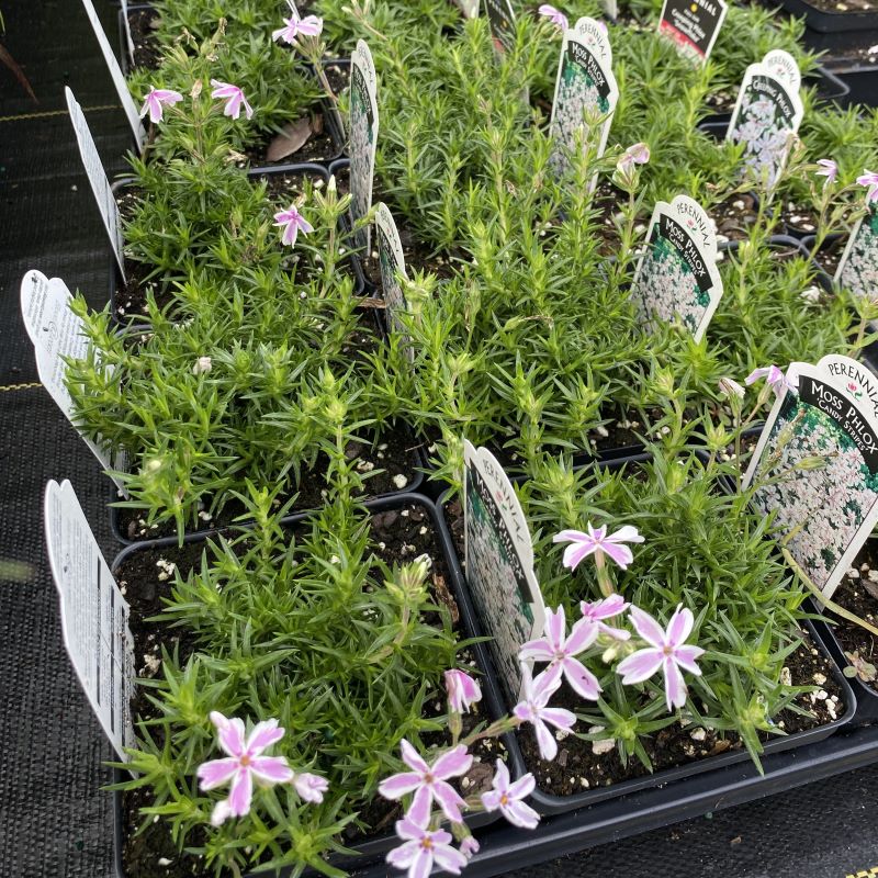 Phlox subulata 'Candy Stripes' grown in quart size pots.