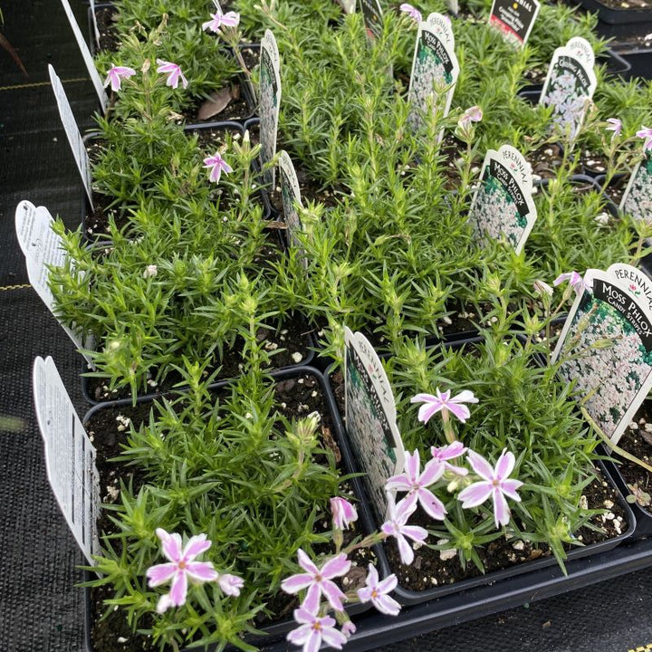 Phlox subulata 'Candy Stripes' grown in quart size pots.