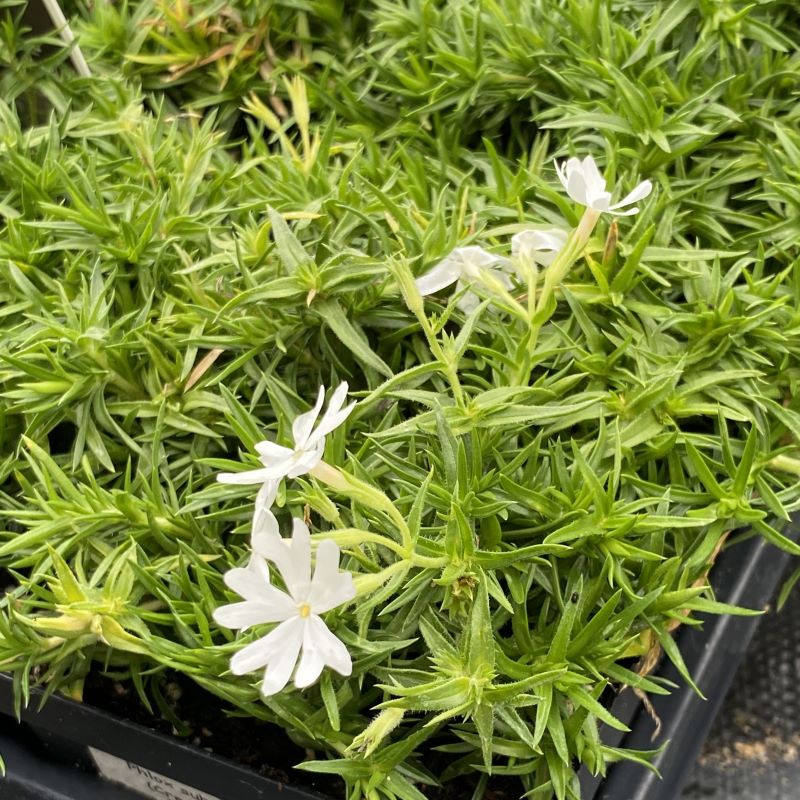 A close-up of the foliage of Phlox subulata 'Snowflake,' with white flowers in bloom.