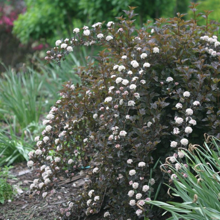 Mature Physocarpus opulifolius Summer Wine® planted in a bed.