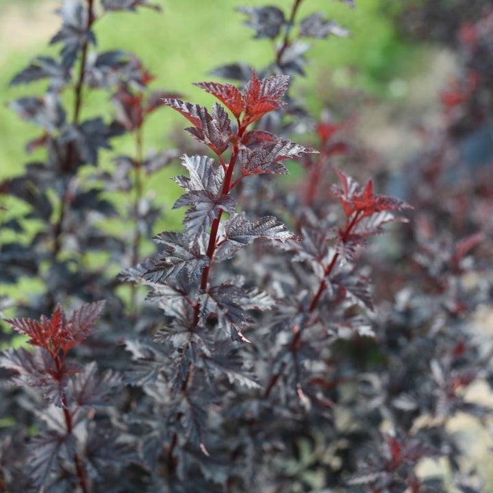 Close-up of dark Physocarpus opulifolius Summer Wine® foliage.