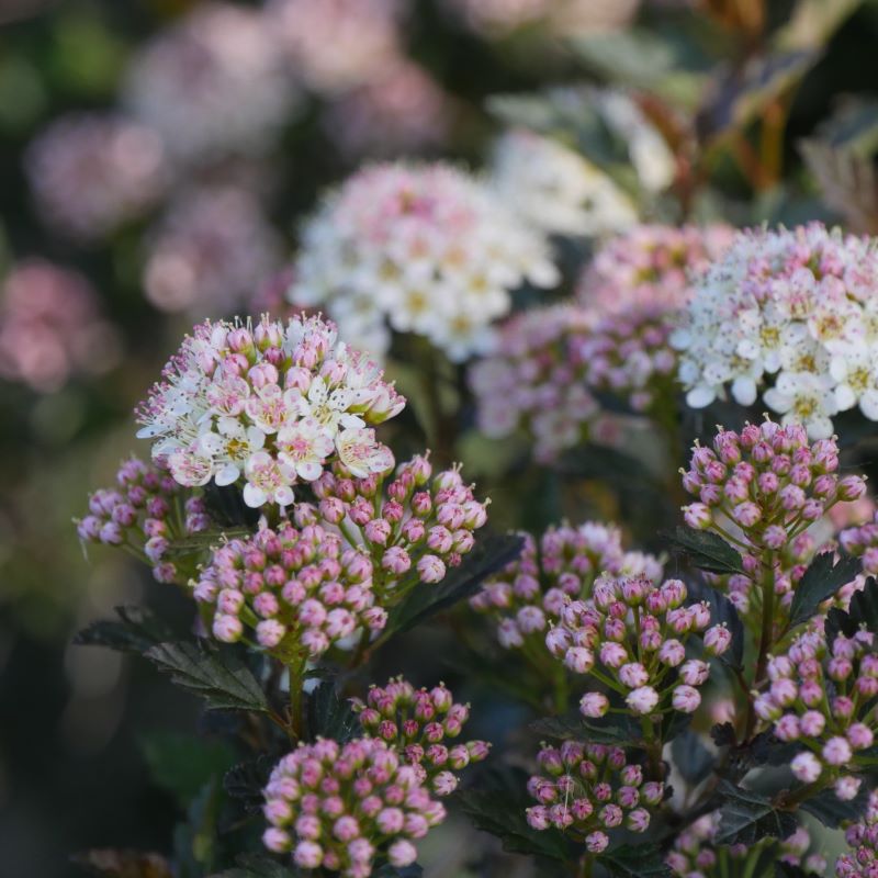 Close-up of Physocarpus opulifolius Tiny Wine® flowers.