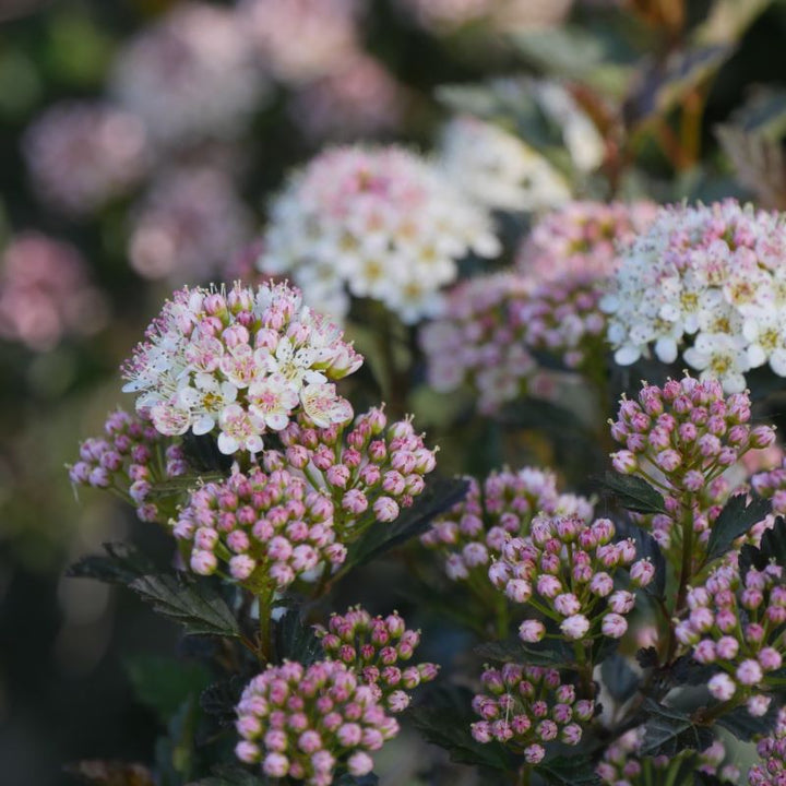 Close-up of Physocarpus opulifolius Tiny Wine® flowers.