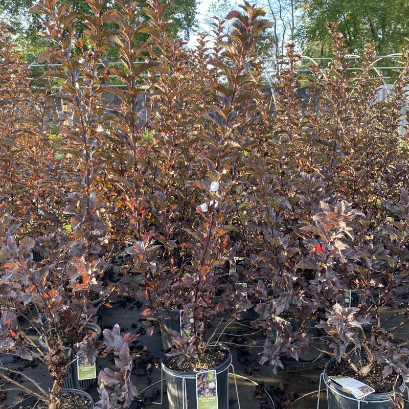 Physocarpus opulifolius 'Alouette' with purple and copper-tone foliage, grown in 3-gallon pots.