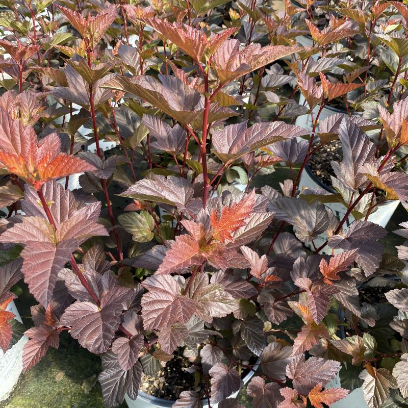 Close-up of the orangey-red foliage of Physocarpus opulifolius 'Ginger Wine' (Ninebark)