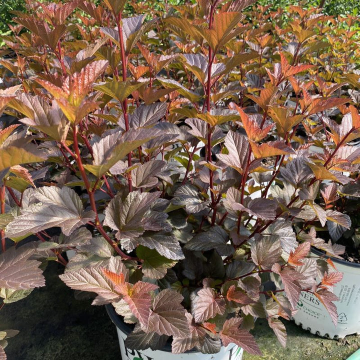 Close-up of the orangey-red foliage of Physocarpus opulifolius 'Ginger Wine' (Ninebark) in a 3 gallon container