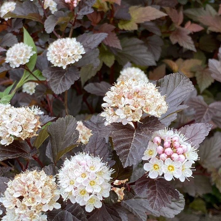 Close-up of Physocarpus opulifolius 'Ginger Wine' (Ninebark) with large white flower clusters.