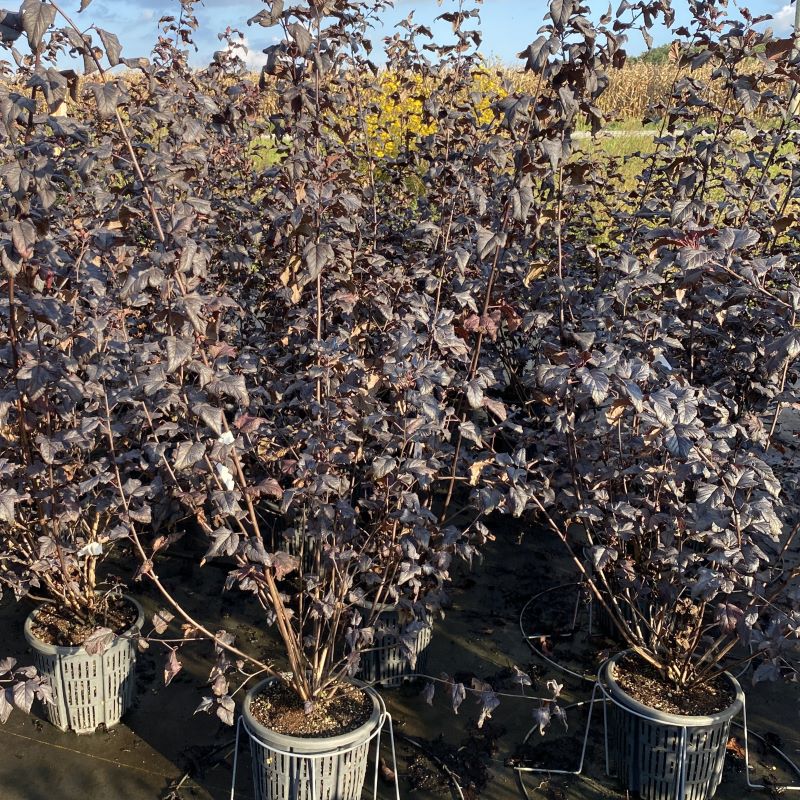 Physocarpus opulifolius 'Lady in Red' with darker fall foliage, grown in 3-gallon pots.