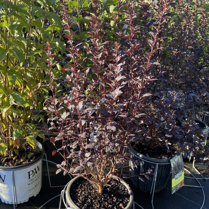 Physocarpus opulifolius Sweet Cherry Tea® with red foliage grown in 3-gallon pot.