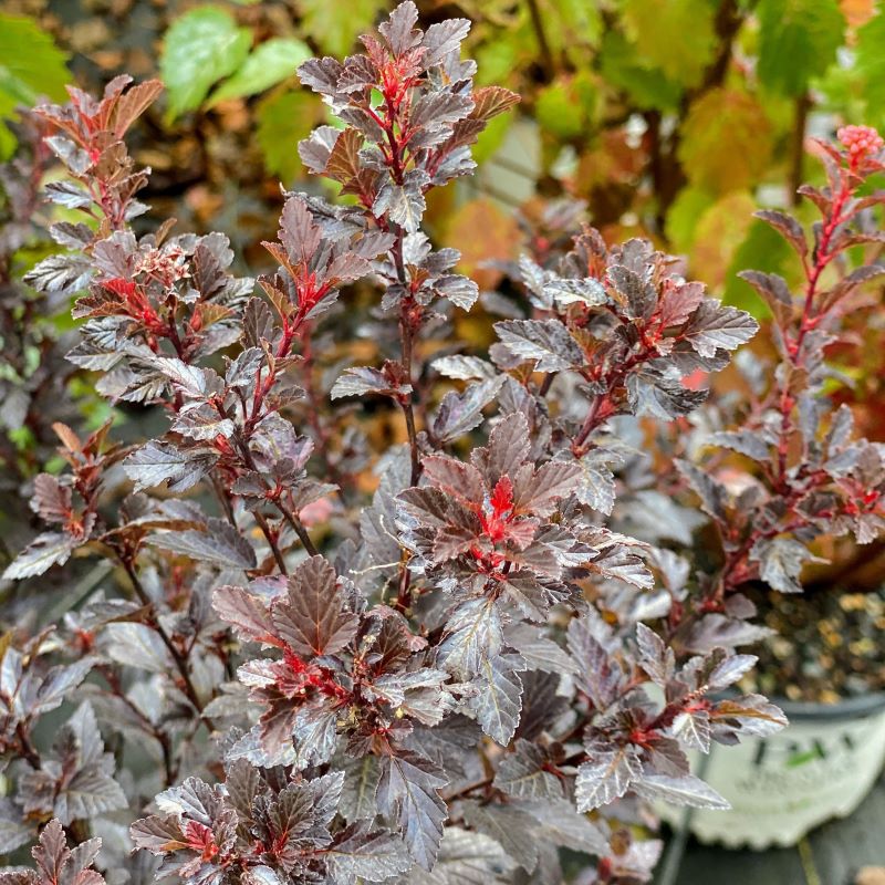 Close up of Physocarpus opulifolius Sweet Cherry Tea® foliage.