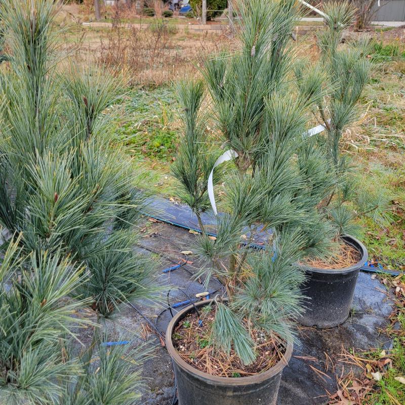 A group of Pinus strobus 'Fastigiata' (Fastigiate White Pine) in 7-gallon pots.