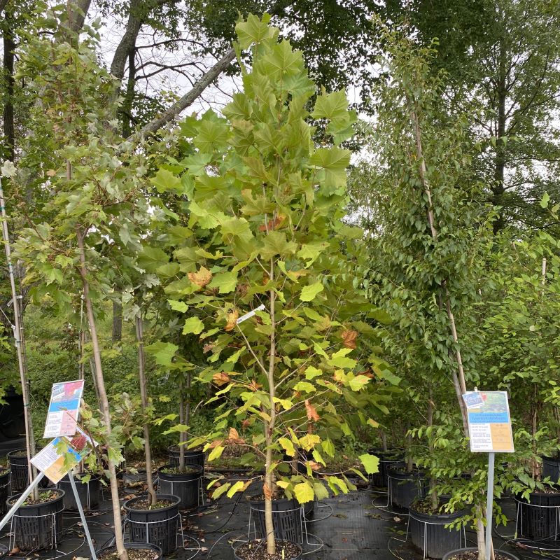 Platanus occidentalis (American Sycamore) grown in a 7-gallon pot.