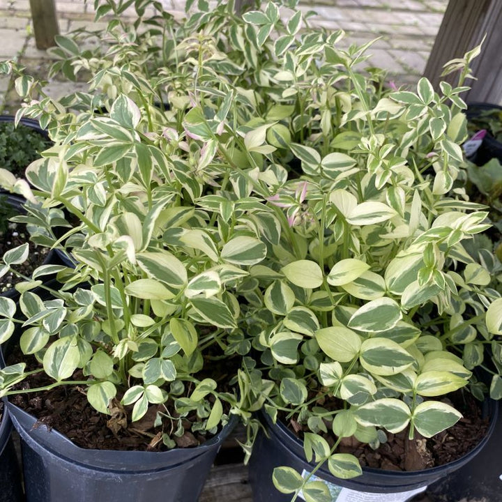 Polemonium reptans 'Stairway to Heaven' (Jacob's Ladder) Unity Grown