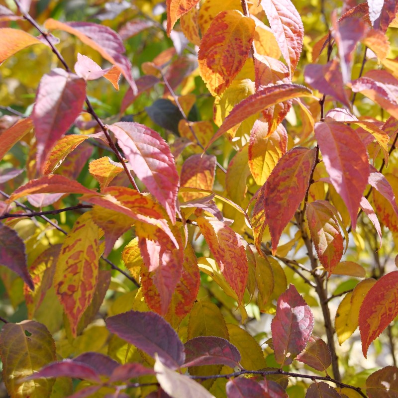A close-up photo of the yellow, orange, and purple-red fall foliage of Prunus x Easy As Pie