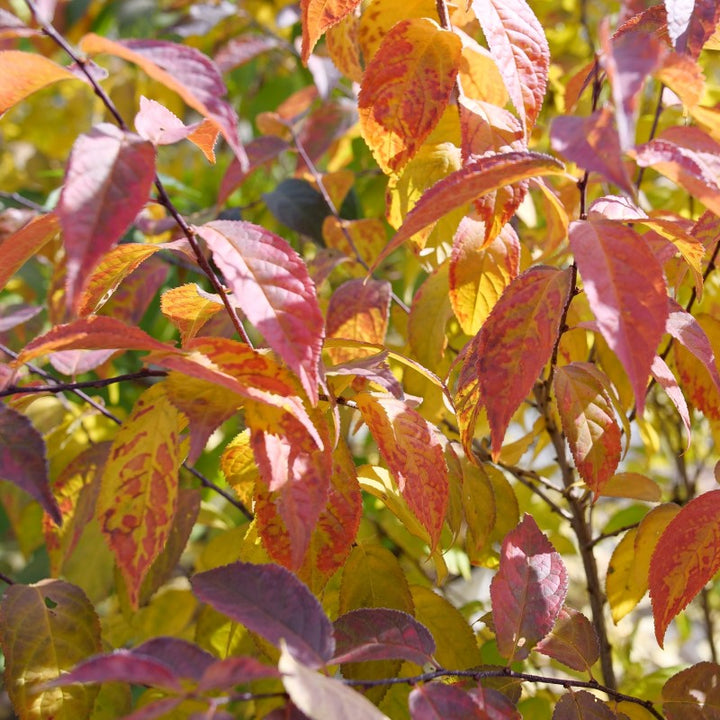 A close-up photo of the yellow, orange, and purple-red fall foliage of Prunus x Easy As Pie