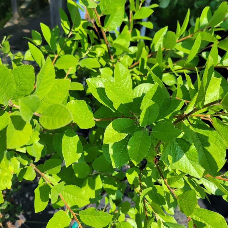 Attractive foliage and compact growth habit of Prunus maritima (Beach Plum)