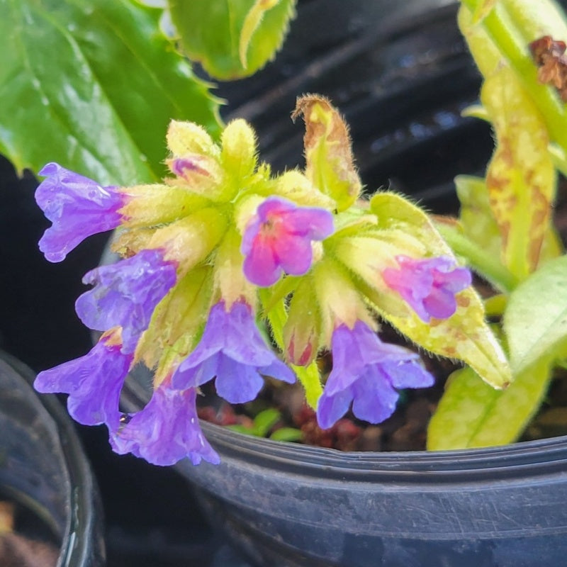A close-up photo of the densely clustered pink and purple flowers of 'Trevi Fountain' lungwort (Pulmonaria