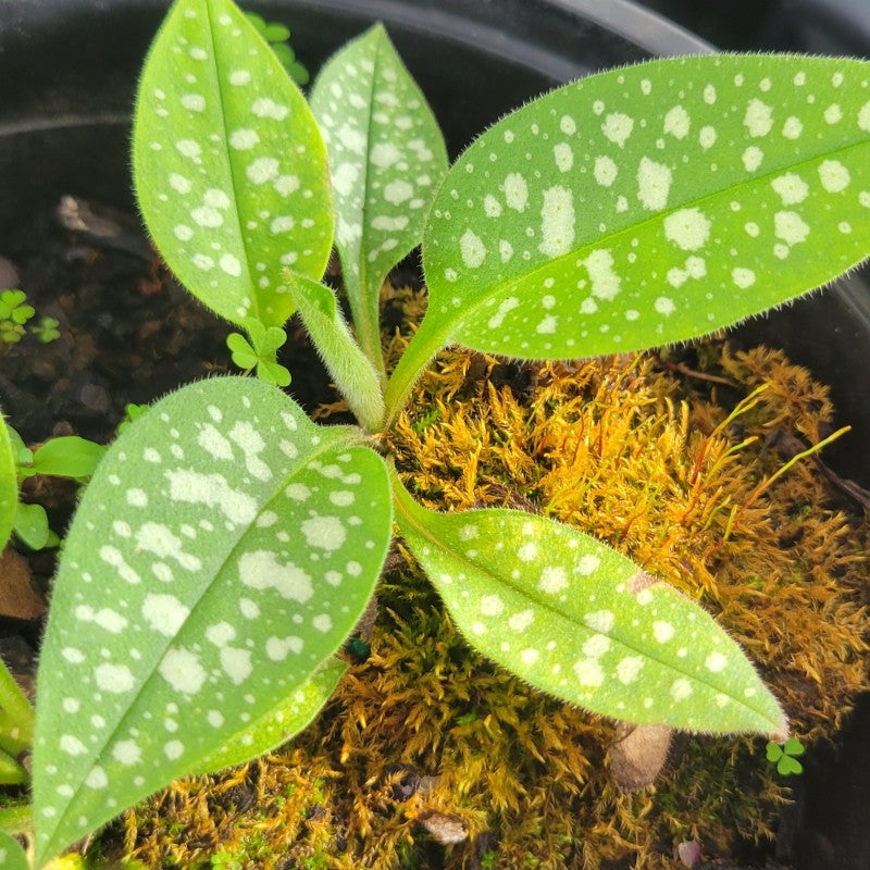 A close-up photo of the attractive, polka-dotted foliage of Pulmonaria 'Trevi Fountain' lungwort