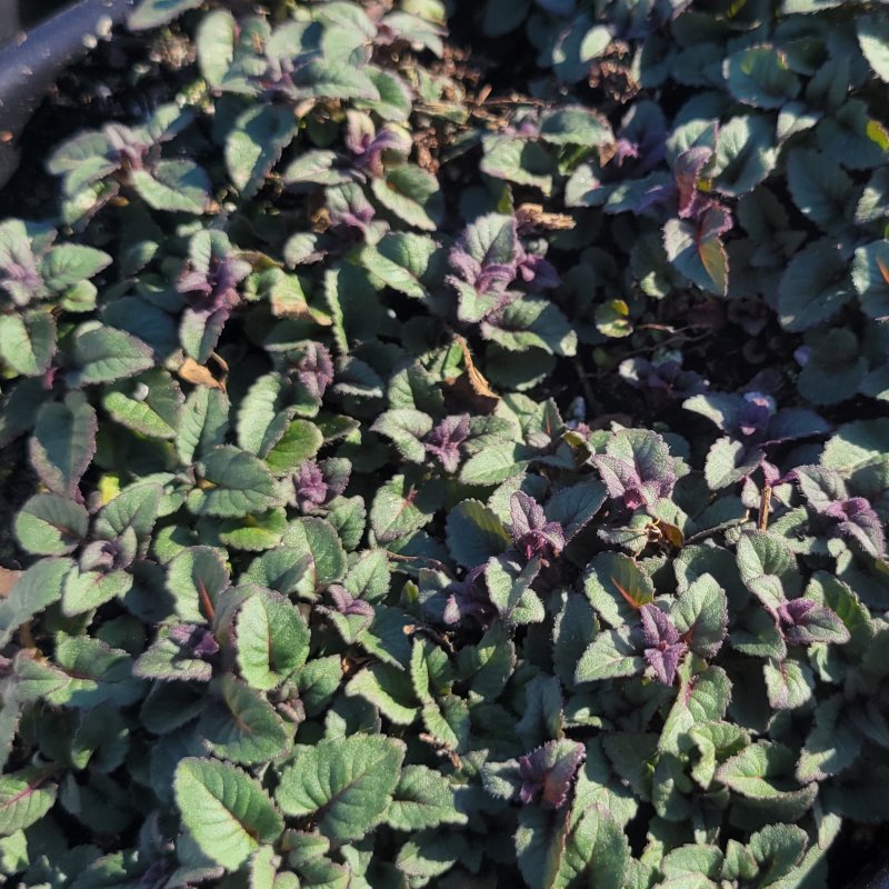 Monarda didyma 'Purple Rooster' (Bee Balm) Unity Grown