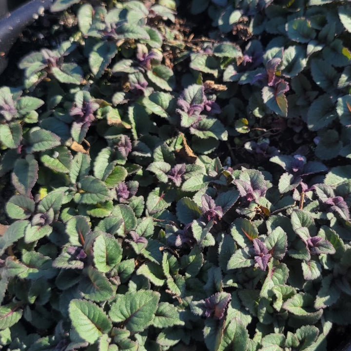 Monarda didyma 'Purple Rooster' (Bee Balm) Unity Grown
