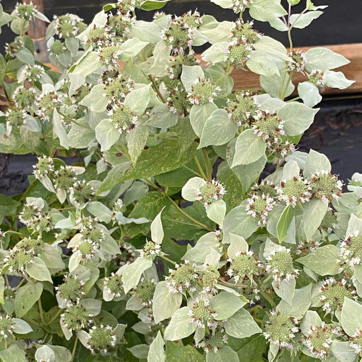Pycnanthemum muticum (Clustered Mountain Mint) in bloom, with white flowers and visible silver bracts.