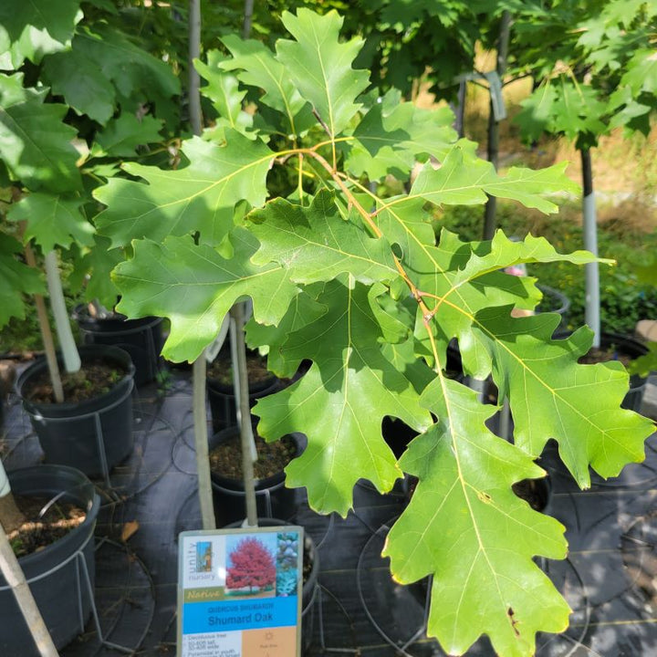 Close-up of the wide-lobed leaves of Quercus shumardii (Shumard Oak)