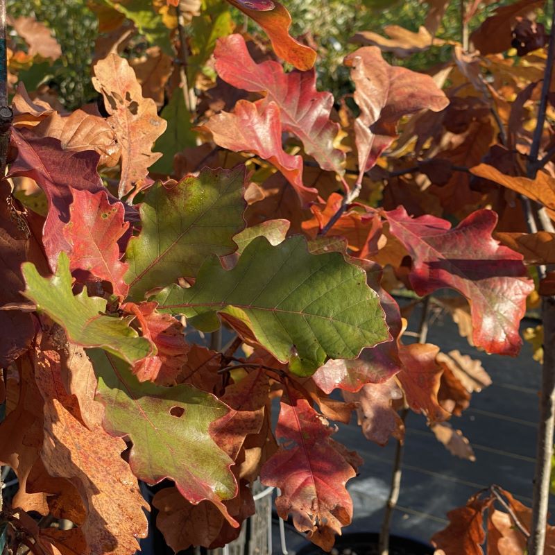 Early fall colors of Quercus bicolor (Swamp White Oak) featuring greens, reds, and coppery-browns.