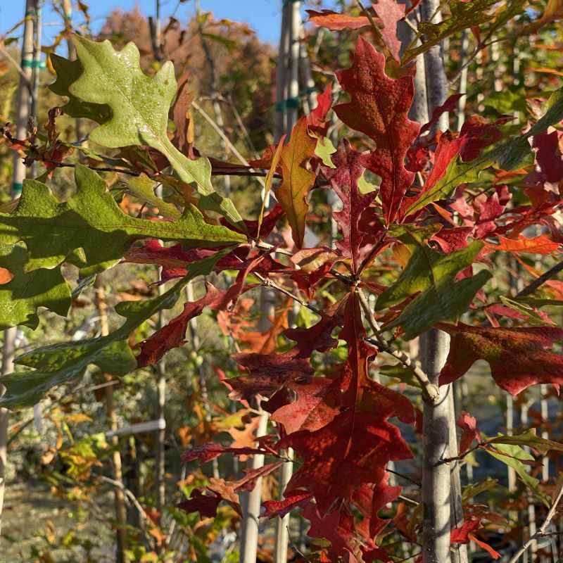 Fall colors of green and red on Quercus lyrata (Overcup Oak), grown in 7-gallon pots.