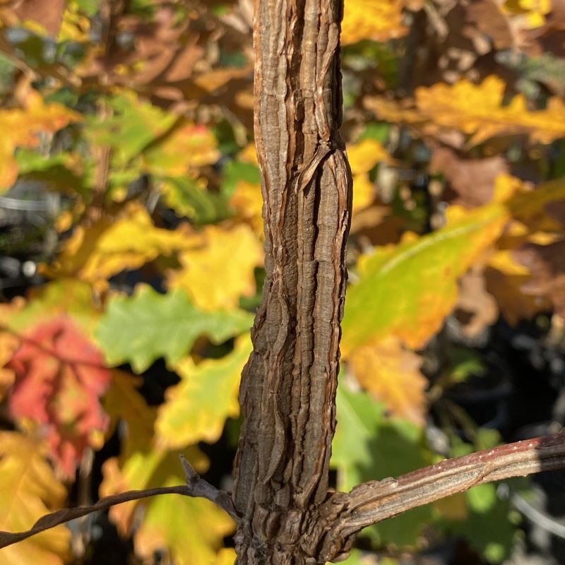 Winged bark of Quercus macrocarpa (Bur Oak) on a background of colorful fall foliage.