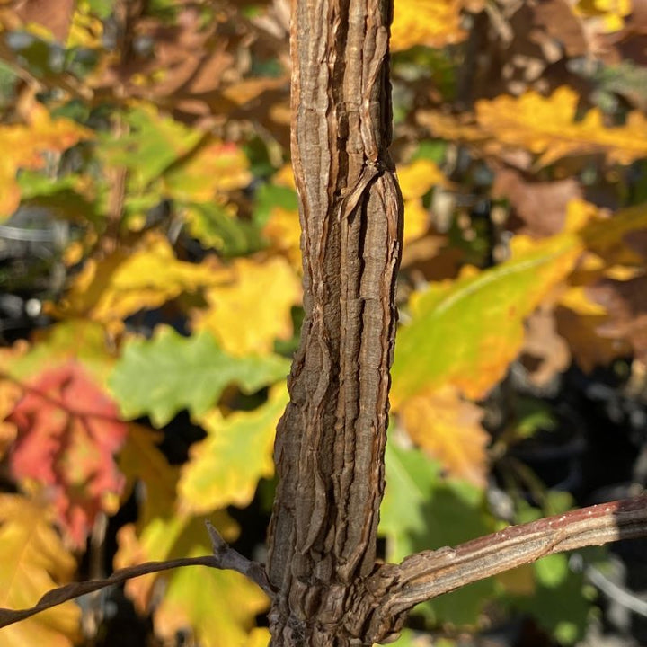 Winged bark of Quercus macrocarpa (Bur Oak) on a background of colorful fall foliage.