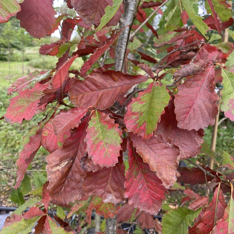 Close-up of fall foliage of Quercus michauxii (Swamp Chestnut Oak).