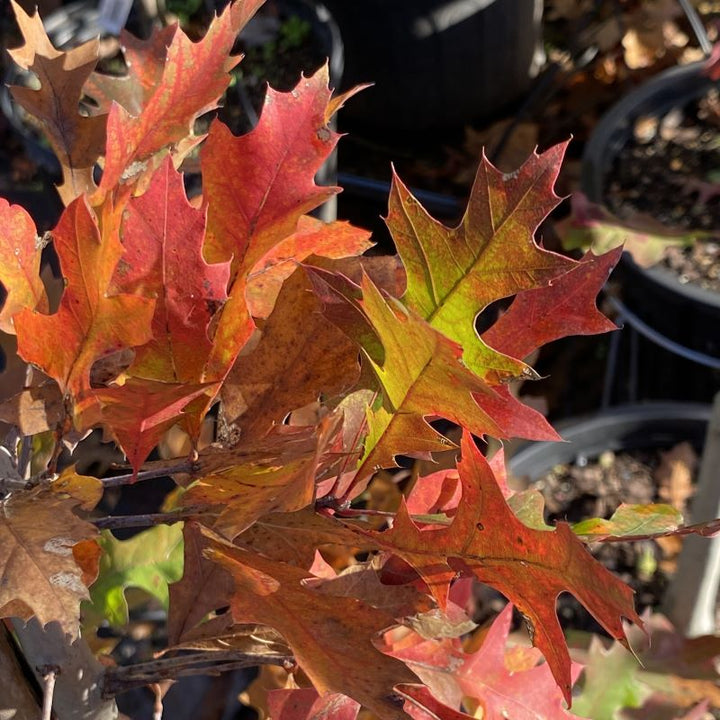 Close-up of red and scarlet foliage of Quercus texana (Nuttall Oak).