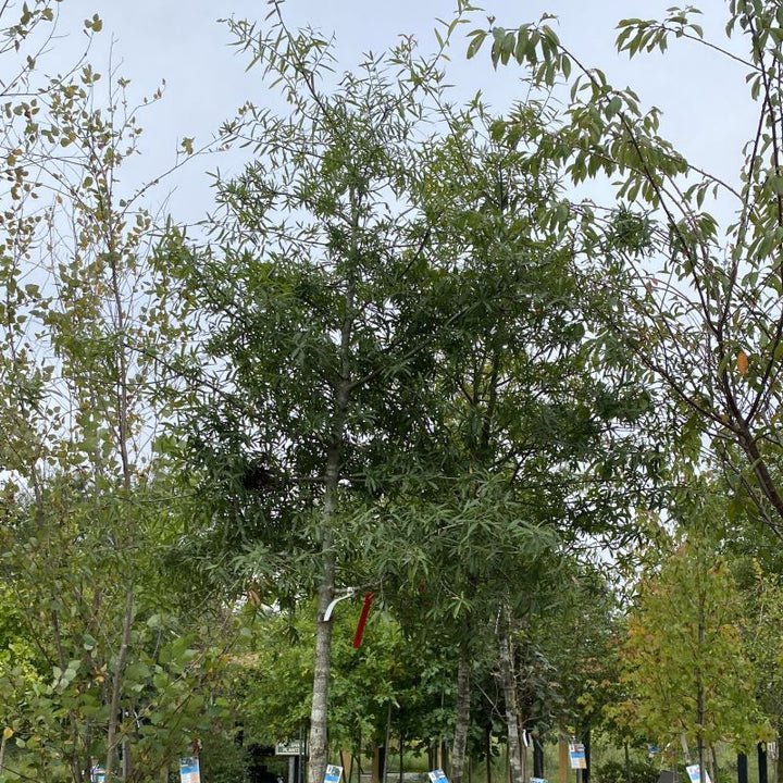 Upper branches of a mature Quercus phellos (Willow Oak).
