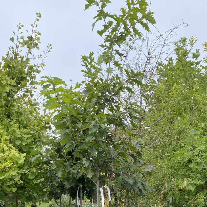 Upper branches of a large Quercus rubra grown in a 15-gallon pot.