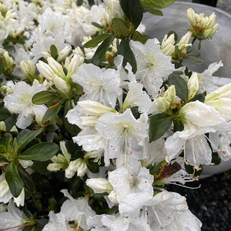 Rhododendron 'Delaware Valley White' (Evergreen Azalea) – Unity