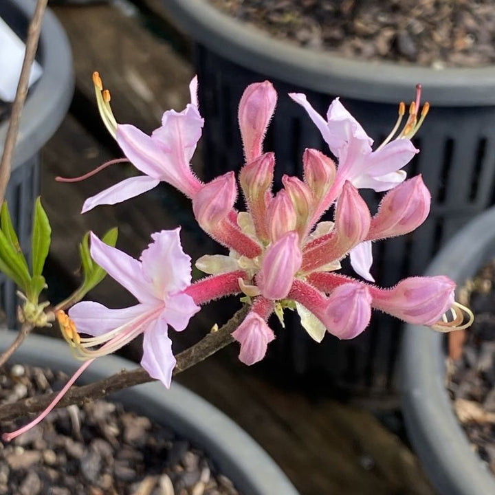 Rhododendron canescens (Piedmont or Mountain Azalea) Unity Grown