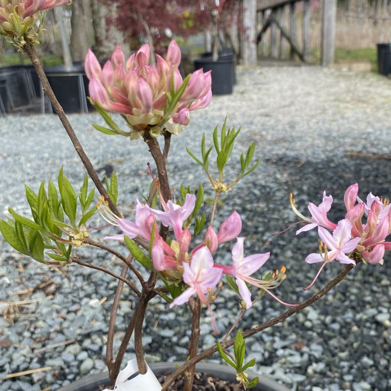 Rhododendron canescens (Piedmont or Mountain Azalea) Unity Grown